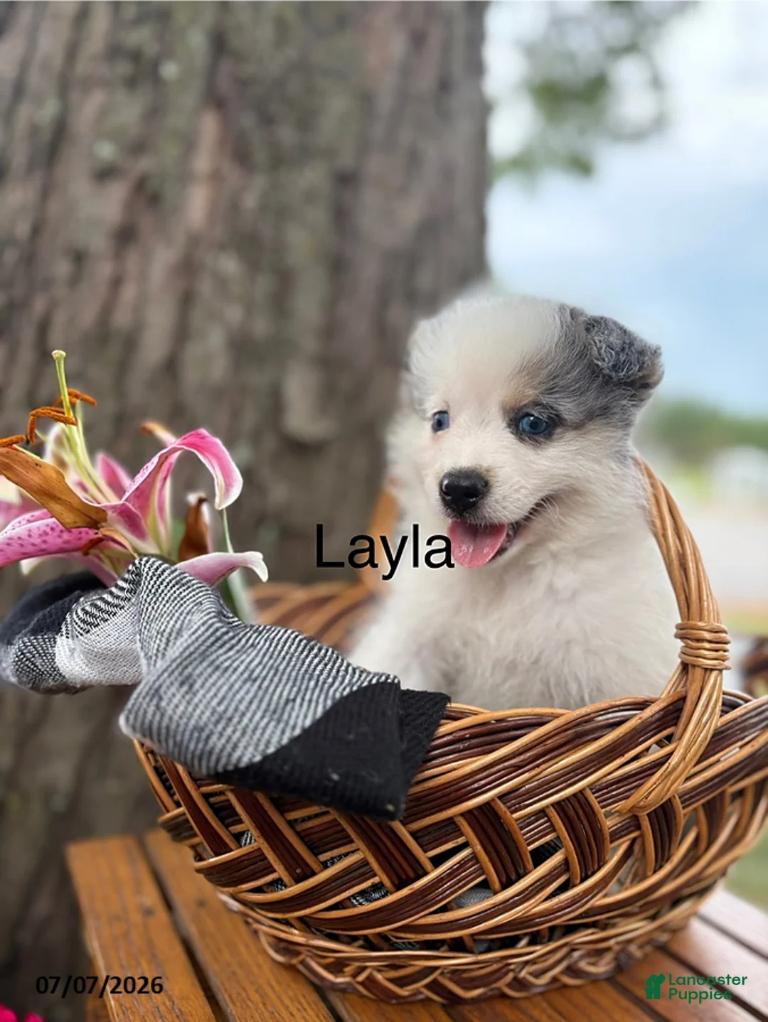 Mixed Breed dogs for sale: Layla - Ad 2