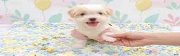 Maltipoo dogs for sale: ANGEL - Ad 4