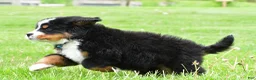 Bernese Mountain Dog dogs for sale: Ronnie - Ad 7