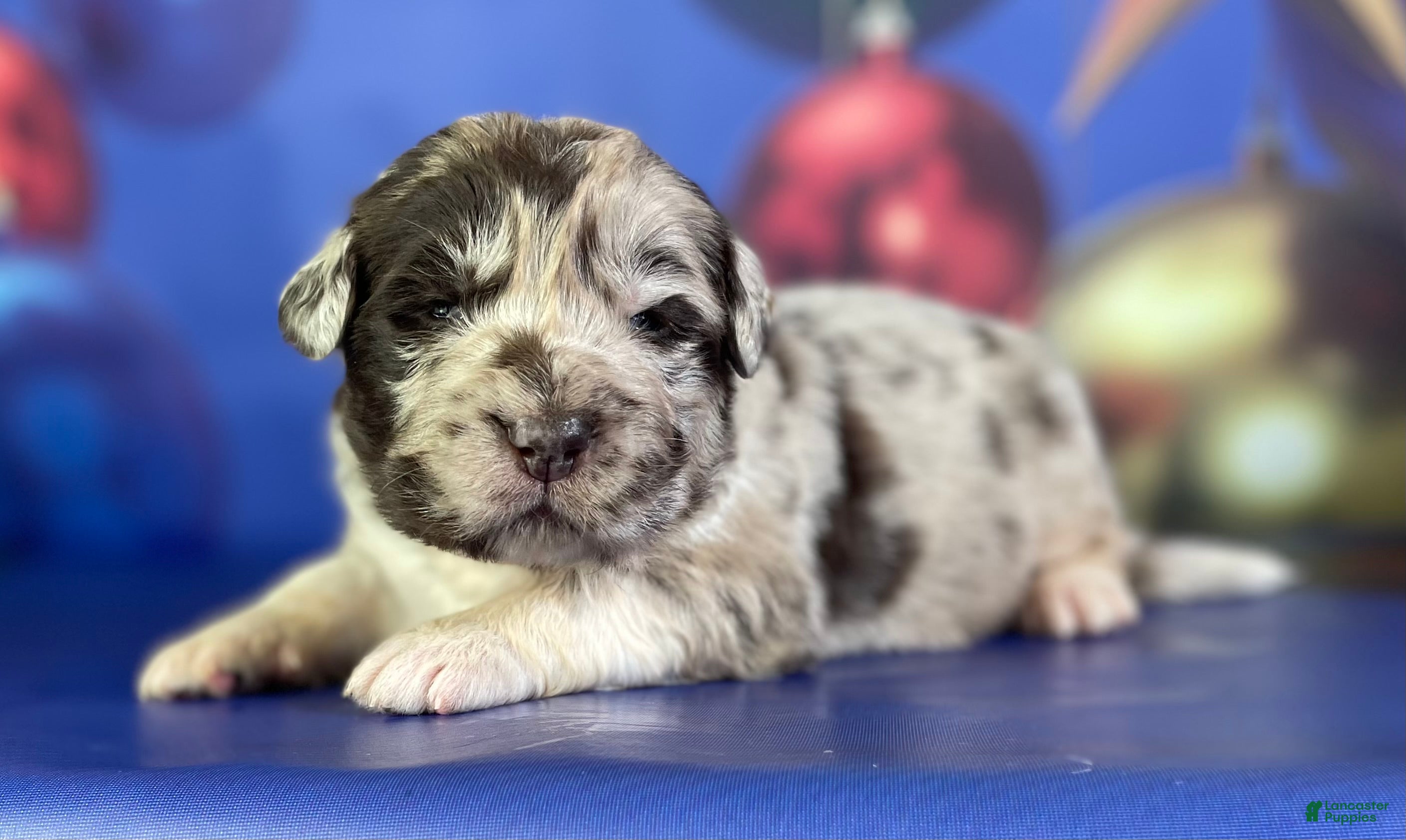 Mixed Breed dogs Studdly OFA DNA  - Ad 37