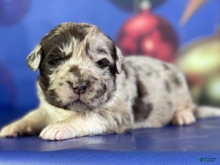 Mixed Breed dogs Studdly OFA DNA - Ad 6