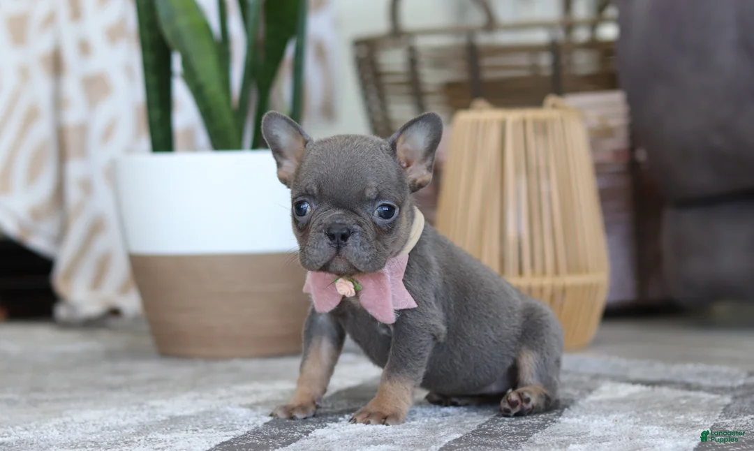 French Bulldog dogs for sale: Brooklyn - Ad 3