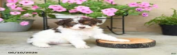 Mini Aussiedoodle dogs for sale: Pogo - Ad 3