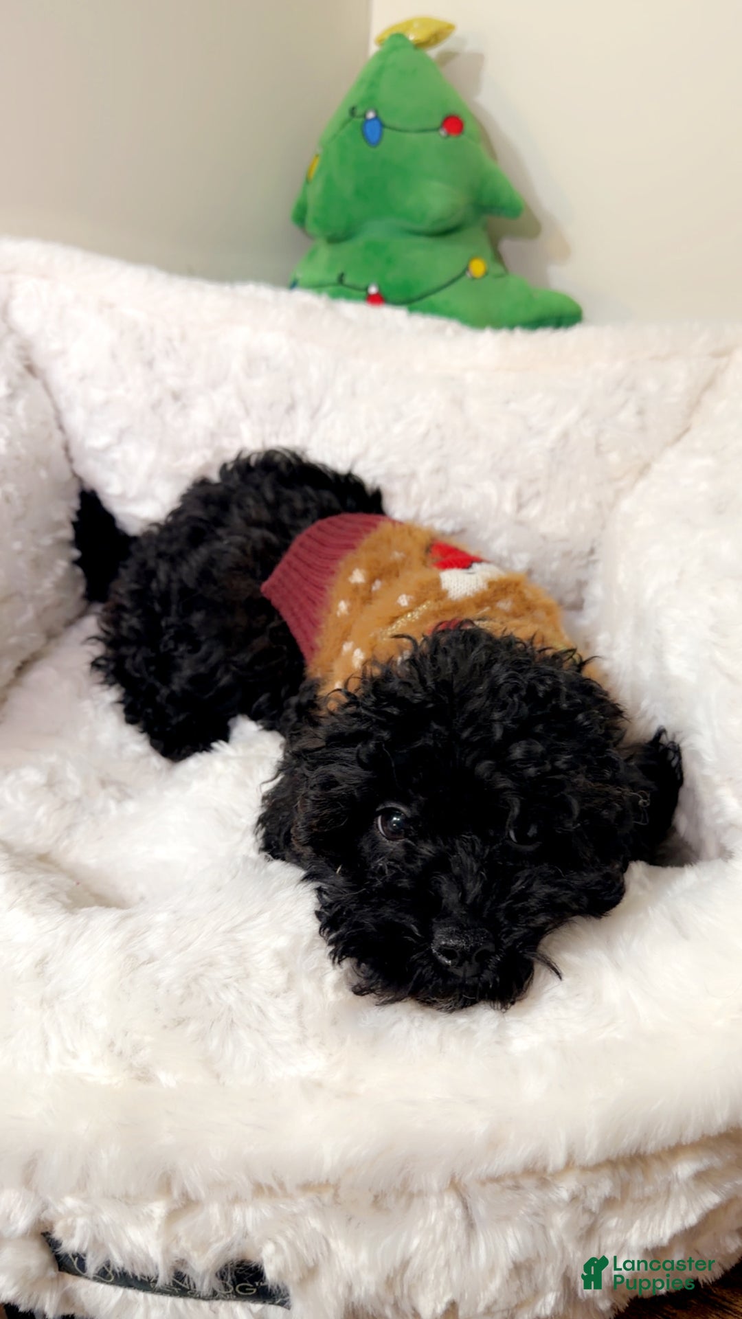 Maltipoo dogs for sale: Luna  - Ad 2