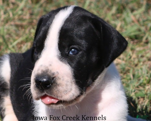 Great Dane dogs Great Dane 3 - Ad 1