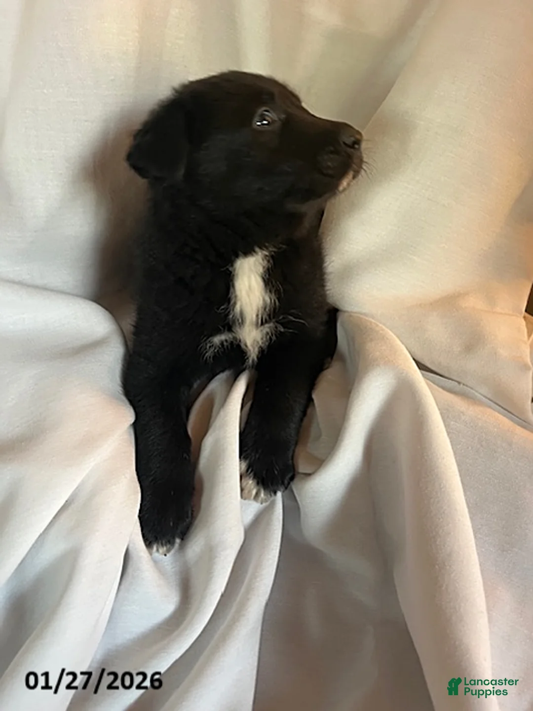Mixed Breed dogs for sale: Cole - Ad 2