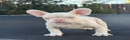 French Bulldog dogs for sale: Cheeto - Ad 6