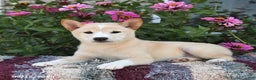 Shiba Inu dogs for sale: Shiba Inu 4 puppies - Ad 30