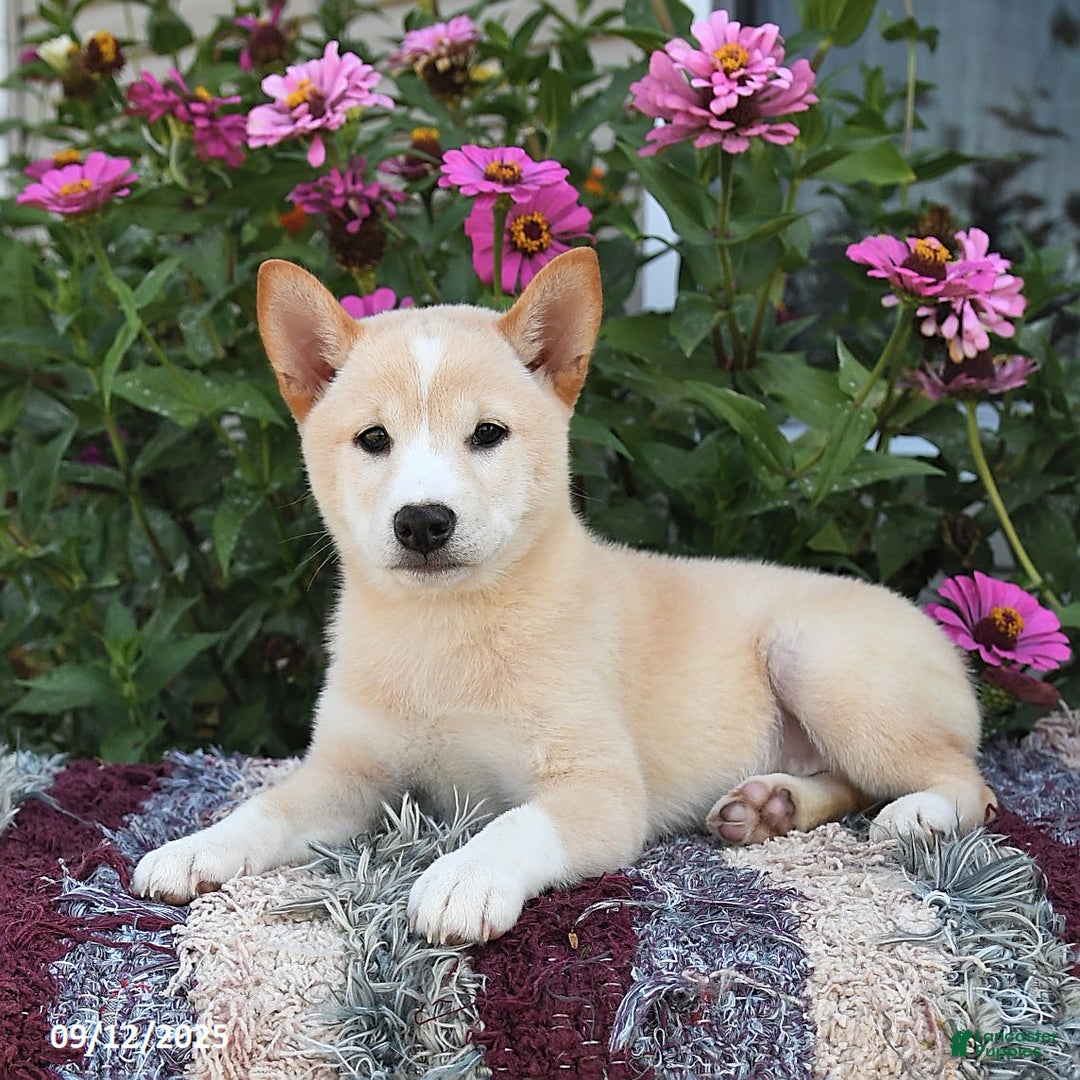 Shiba Inu dogs for sale: Shiba Inu 4 puppies - Ad 30