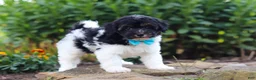Havapoo dogs for sale: Joey - Ad 4