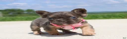 French Bulldog dogs for sale: Jana - Ad 3