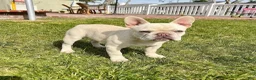 French Bulldog dogs for sale: Candy Coated Fright Night Fudge - Ad 3