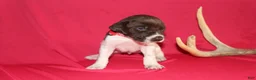 German Shorthaired Pointer dogs for sale: Chocolate Chip - Ad 3