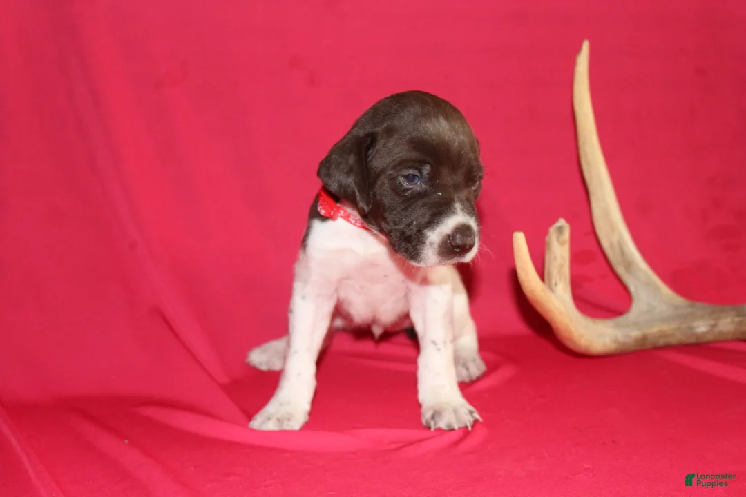 German Shorthaired Pointer dogs for sale: Chocolate Chip - Ad 3