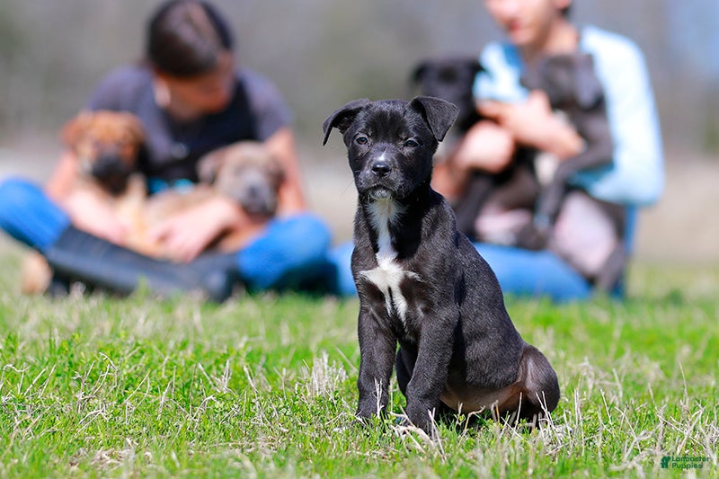 Mixed Breed dogs Magpie - European Doberdane GIRL! - Ad 2