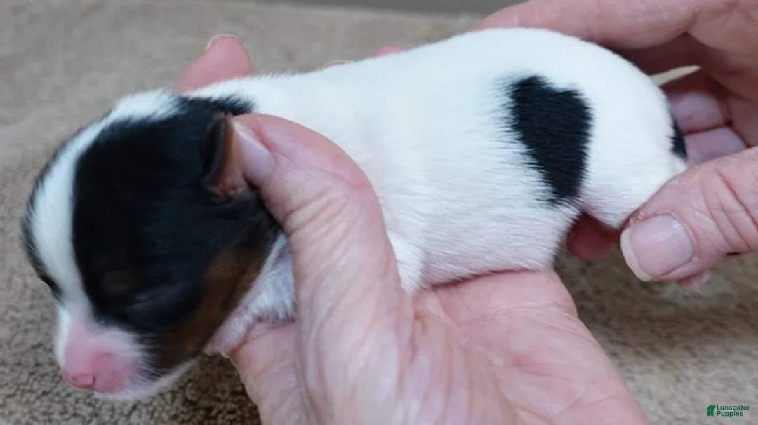 Yorkshire Terrier dogs for sale: Winter - Ad 7