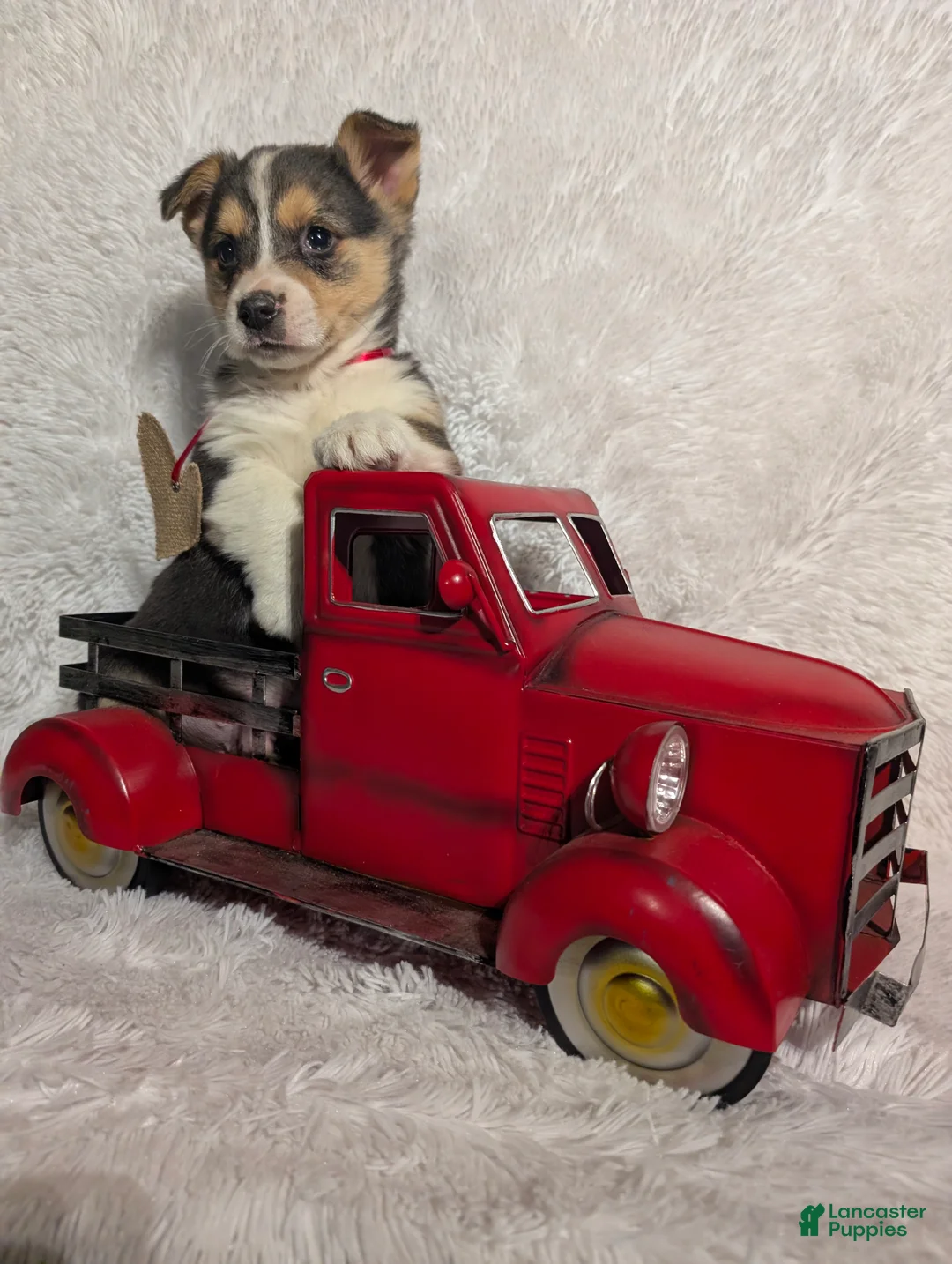 Welsh Corgi Pembroke dogs for sale: Milo  - Ad 3