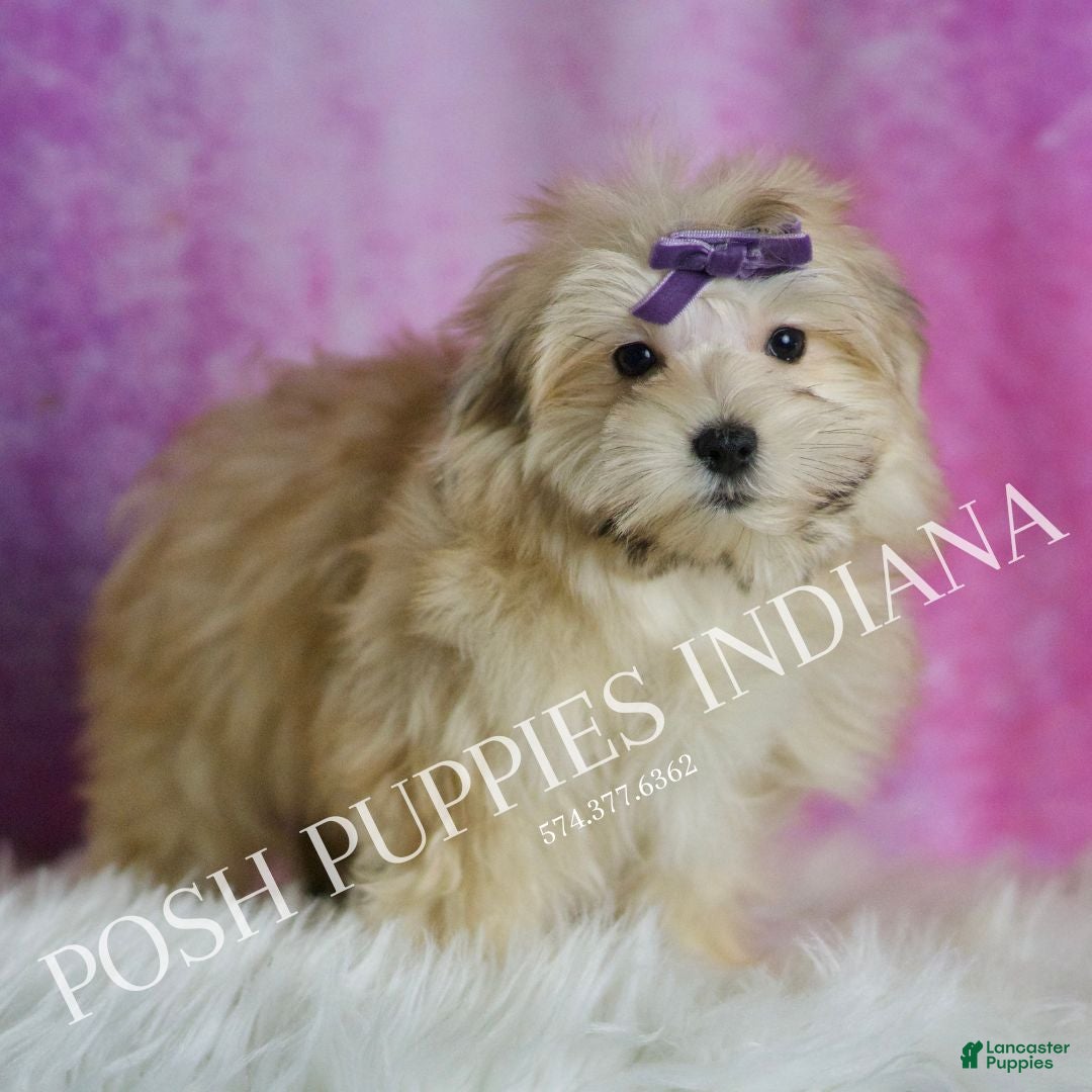 Morkie dogs for sale: Napa - Ad 4