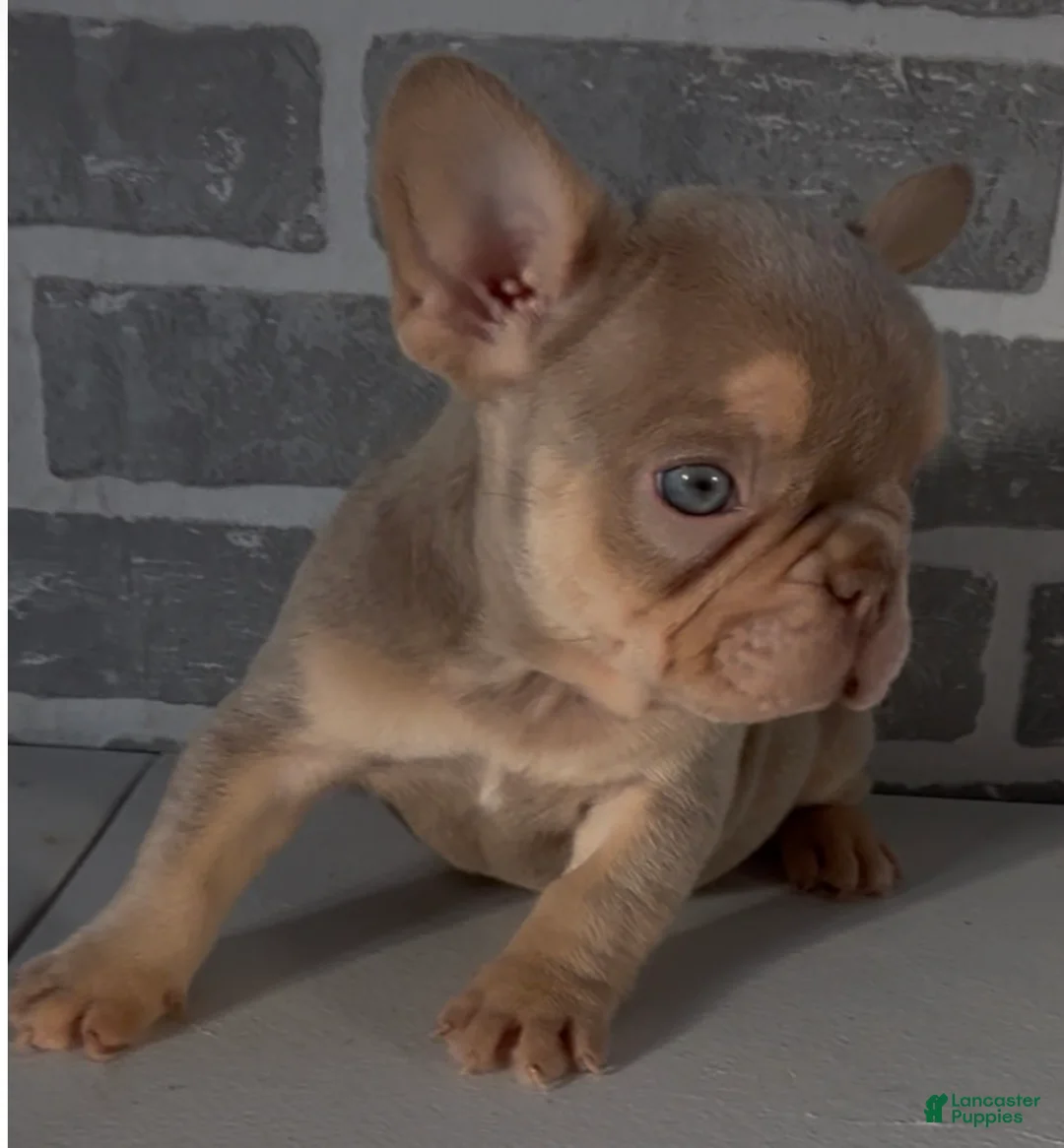 French Bulldog dogs for sale: Isabella - Ad 1