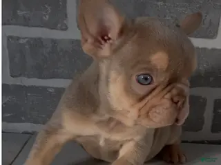 French Bulldog dogs Isabella - Ad 32