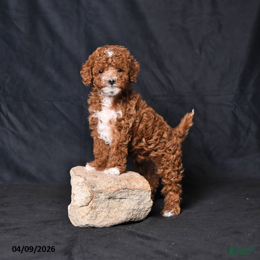 Toy Poodle dogs Violet - Ad 1