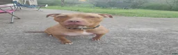 American Pit Bull Terrier dogs for sale: Cocco - Ad 5