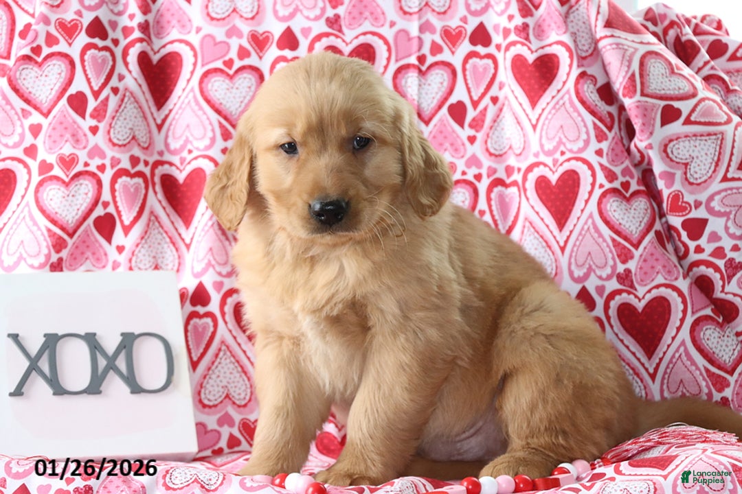 Golden Retriever dogs for sale: Reed - Ad 3