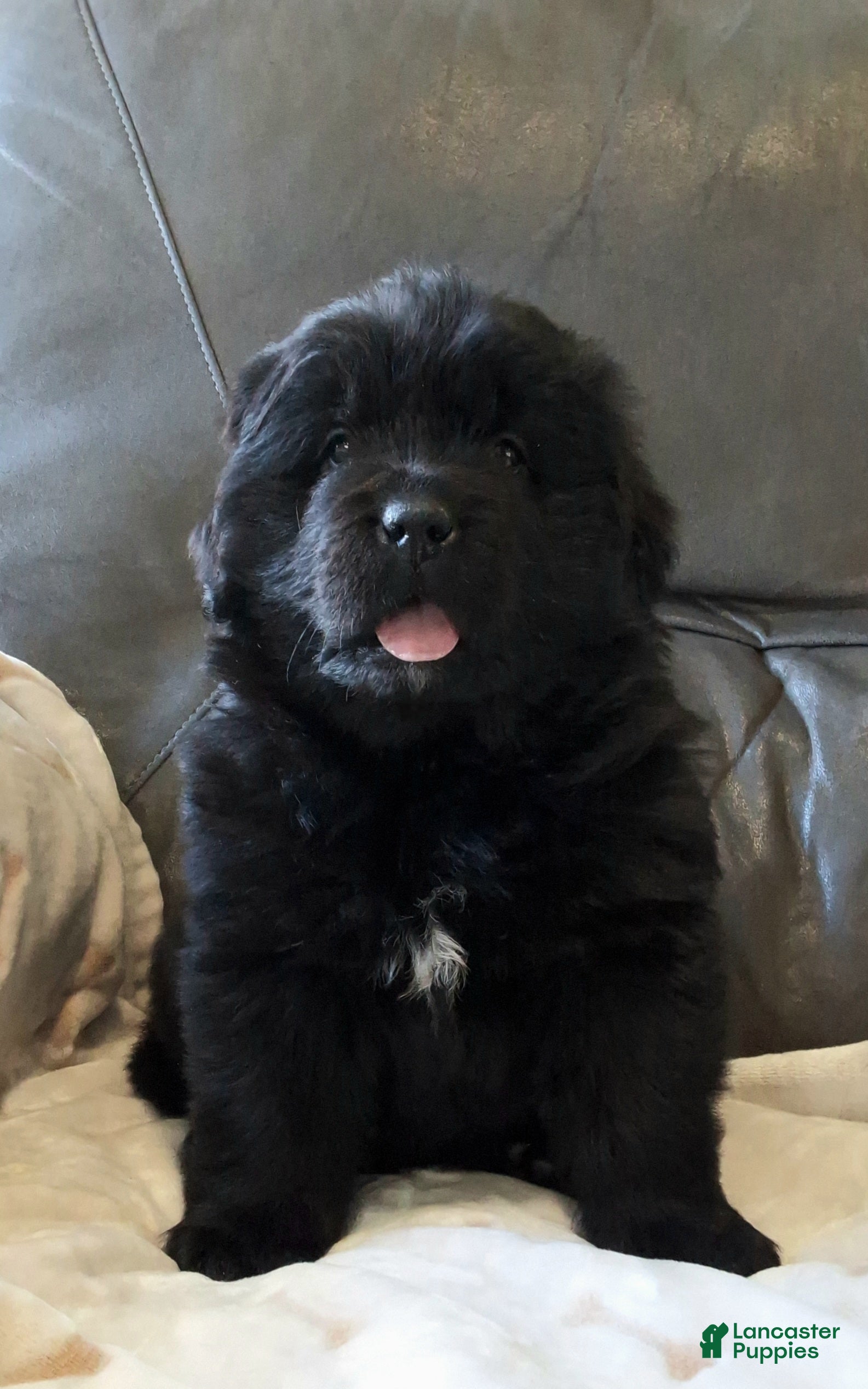 Newfoundland dogs Newfoundland Puppy 2 - Ad 2