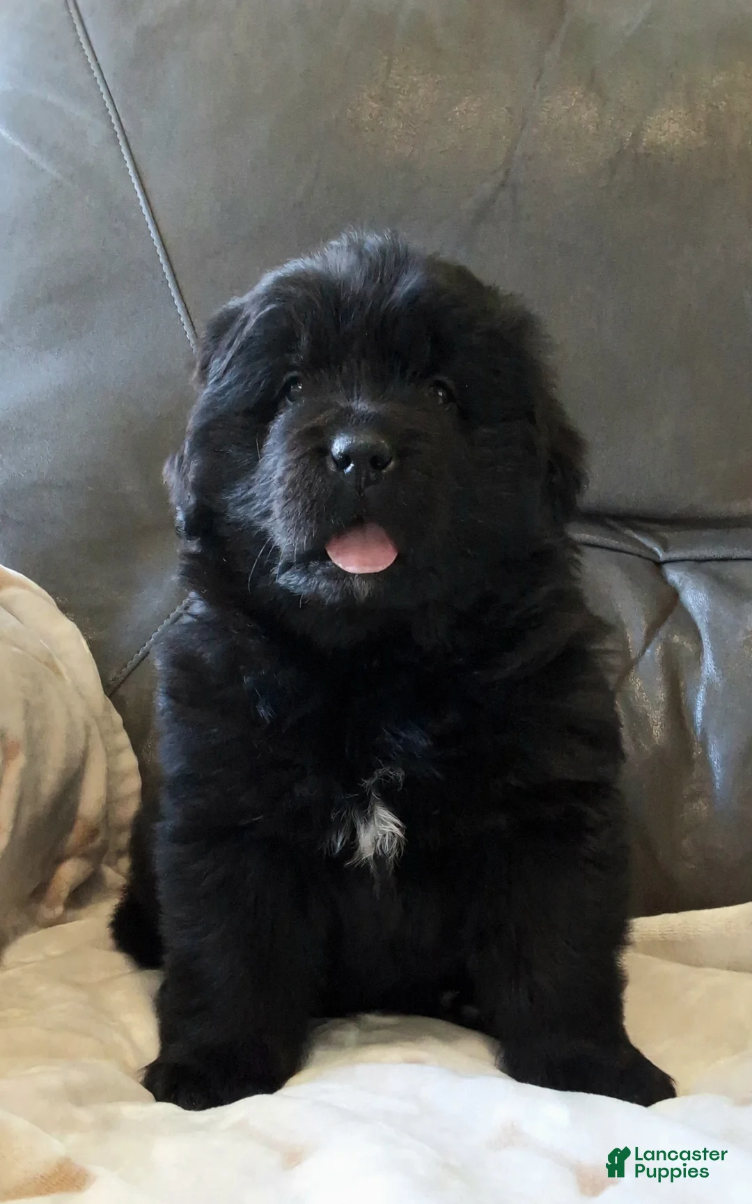 Newfoundland dogs for sale: AKC OFA LUCY - Ad 2