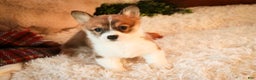 Welsh Corgi Pembroke dogs for sale: Waffle - Ad 3