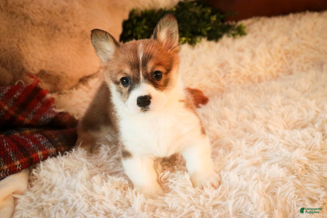 Welsh Corgi Pembroke dogs for sale: Waffle - Ad 3