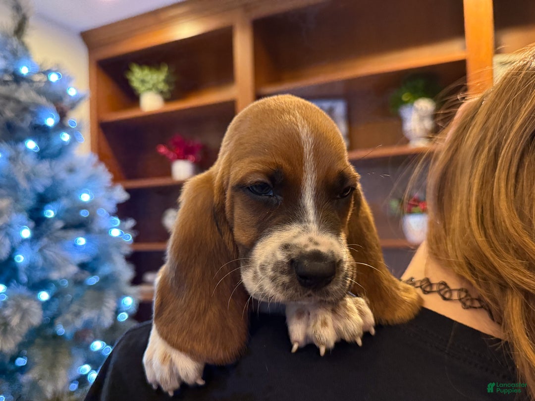 Basset Hound dogs for sale: Oscar - Ad 5