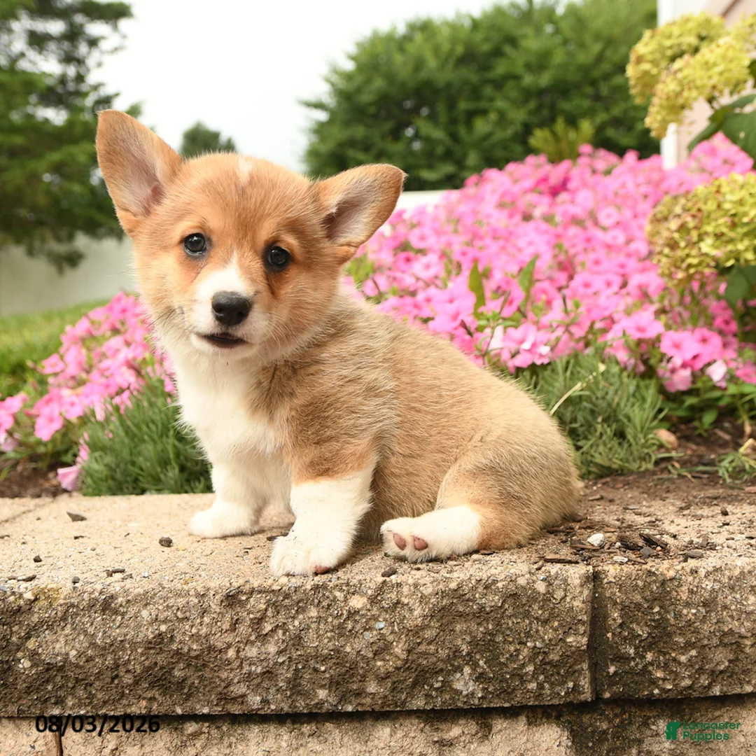 Welsh Corgi Pembroke dogs for sale: Tansy - Ad 2