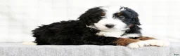 Mini Bernedoodle dogs for sale: Koah - Ad 4
