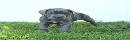 Cane Corso dogs for sale: River - Ad 10