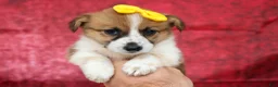 Welsh Corgi Pembroke dogs for sale: Ariel 💕 - Ad 18