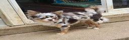 Chihuahua dogs for sale: NOVA - Ad 4