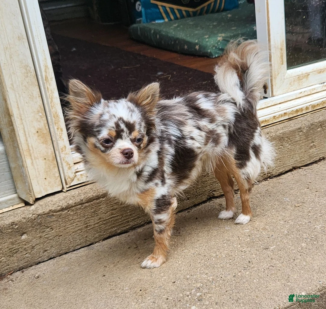 Chihuahua dogs for sale: NOVA - Ad 4