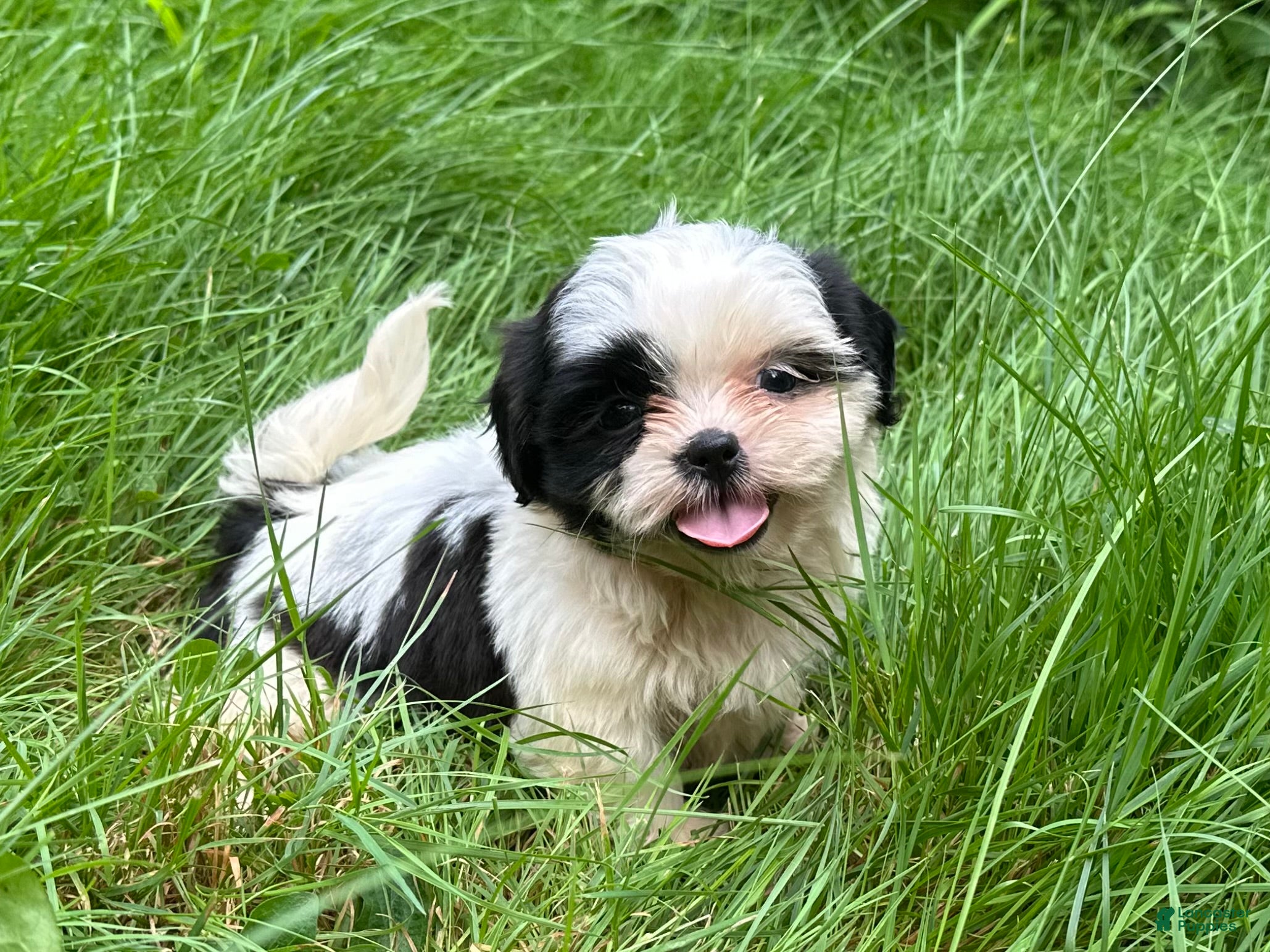 Shih Tzu dogs Shih Tzu 6 - Ad 1