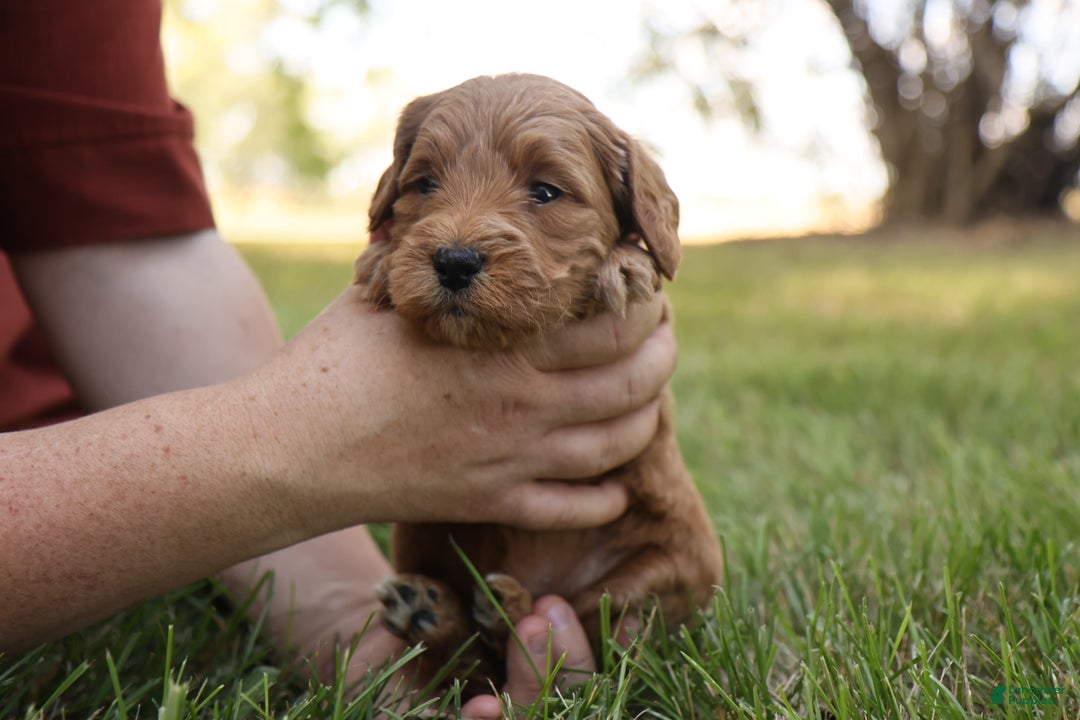 Mini Goldendoodle dogs for sale: Misty - Ad 8