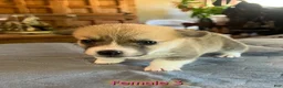 Welsh Corgi Pembroke dogs for sale: Welsh Corgi Pembroke Puppy 5 - Ad 3