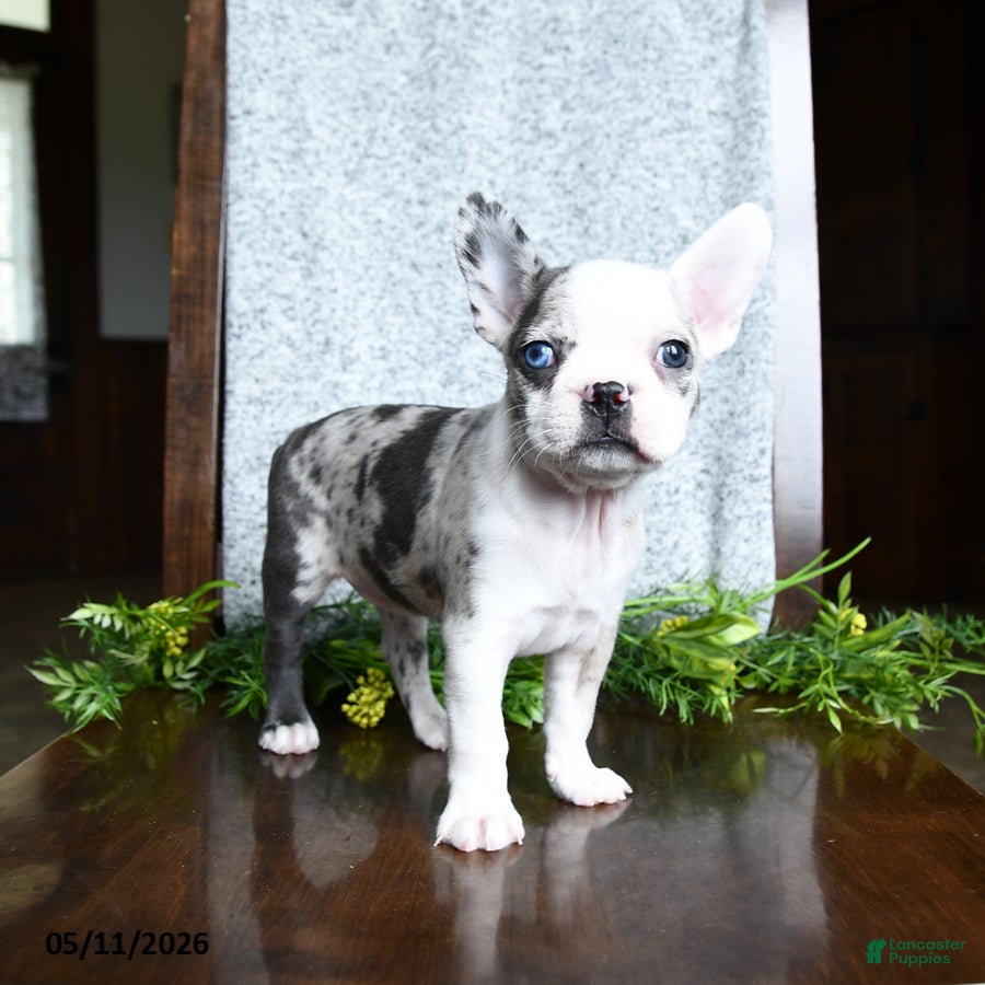 Boston Terrier dogs Erin - Ad 2