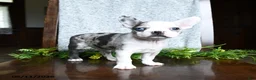Boston Terrier dogs for sale: Erin - Ad 2