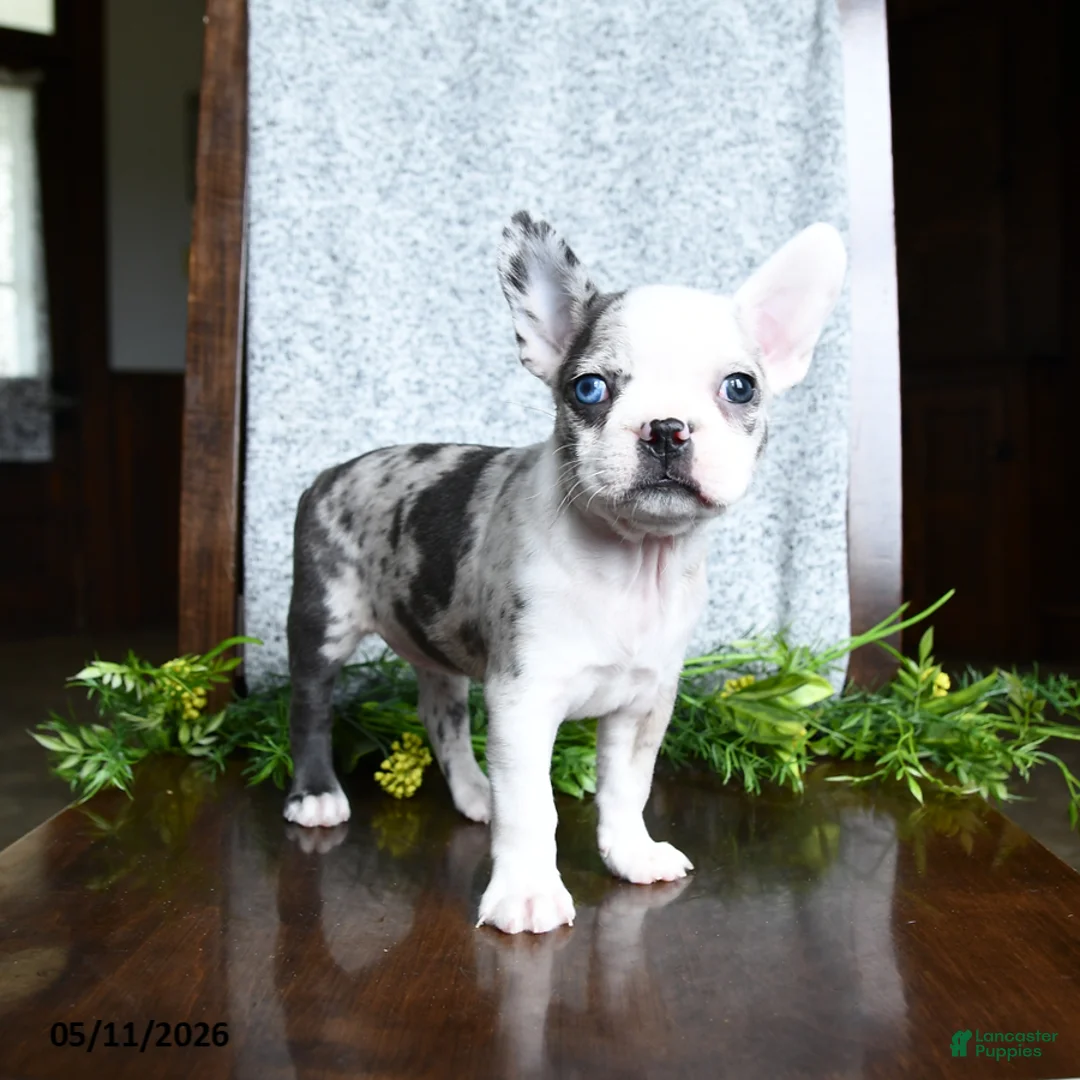 Boston Terrier dogs for sale: Erin - Ad 2
