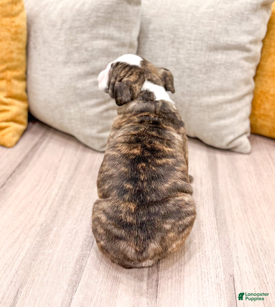 English Bulldog dogs for sale: Reba - Ad 5