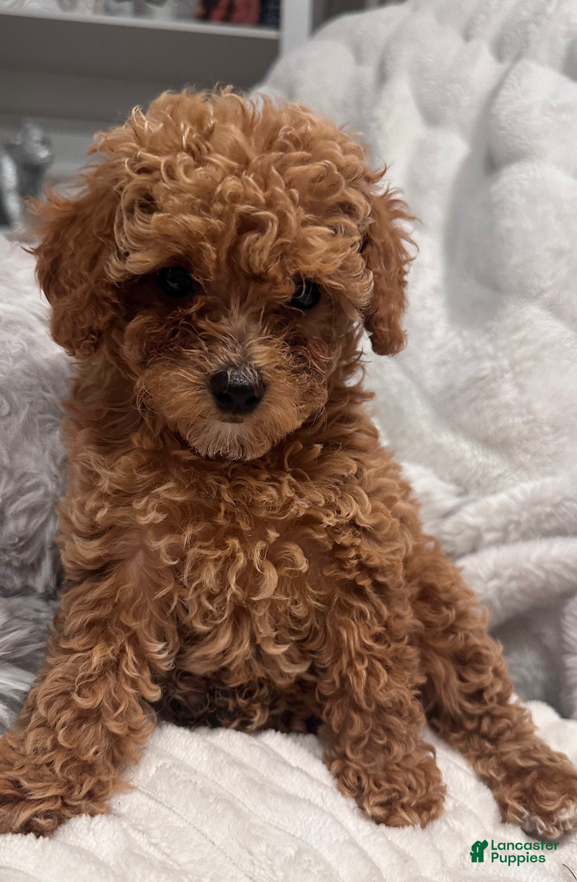 Toy Poodle dogs Tiny Feona- POTTY TRAINED_ AKC Genetically tested Parents - Ad 1