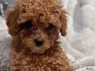 Toy Poodle dogs Tiny Feona- POTTY TRAINED_ AKC Genetically tested Parents - Ad 1