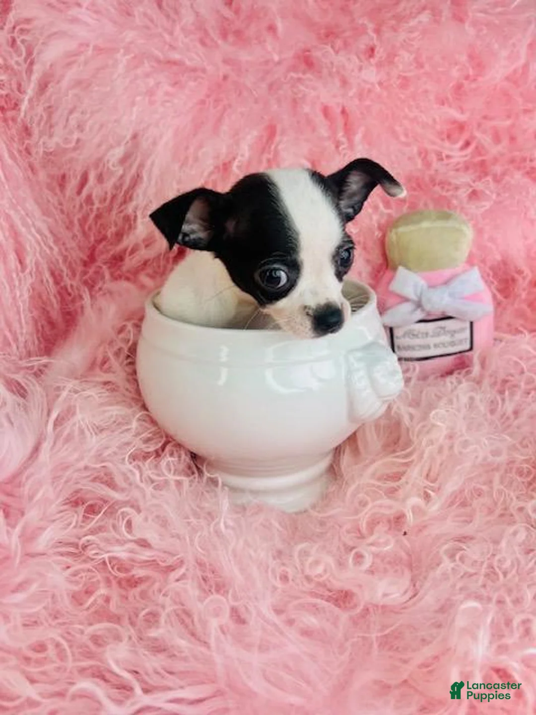 Chihuahua dogs for sale: Teacup Chihuahua Hand Delivery - Ad 2