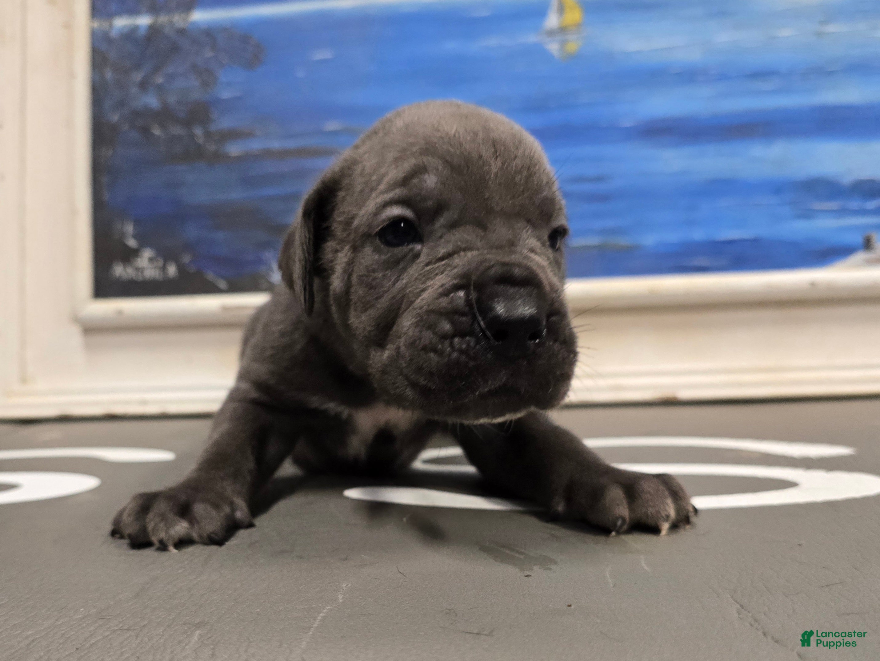 Cane Corso dogs for sale: Rogue - Ad 3