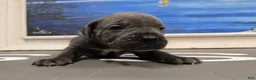 Cane Corso dogs for sale: Rogue - Ad 1